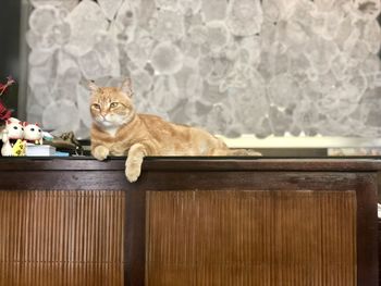 Portrait of cat sitting on wood