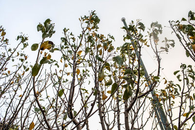 Low angle view of flowering plants against sky