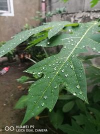 Close-up of wet plant during rainy season