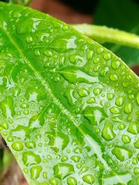 Macro shot of water drops on leaf