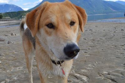 Close-up portrait of dog on beach