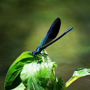 Close-up of butterfly on leaf