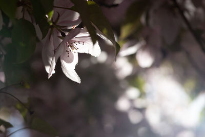 Close-up of white cherry blossom plant