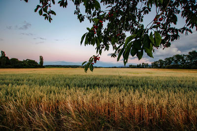 Scenic view of agricultural field against sky