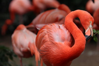 Close-up of flamingo preening outdoors