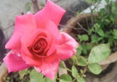 Close-up of pink rose blooming outdoors