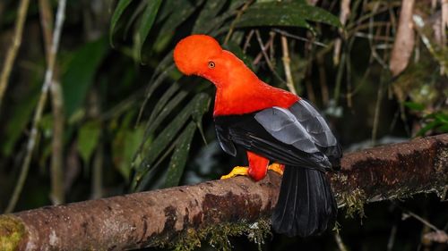 Close-up of bird perching on tree
