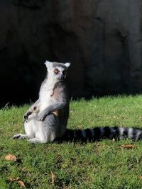 Valencia zoo lemur