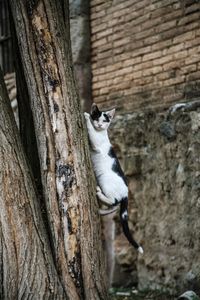 Portrait of cat climbing on tree trunk
