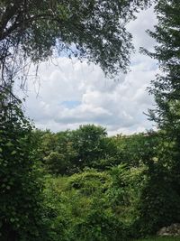 Low angle view of trees against sky