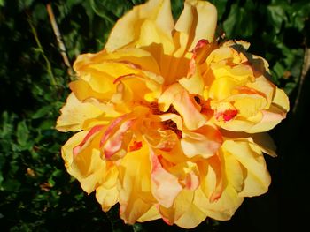 Close-up of yellow flowers blooming outdoors
