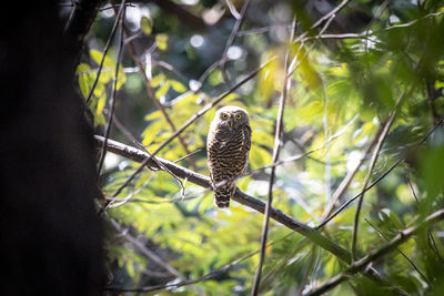 Bird perching on a tree