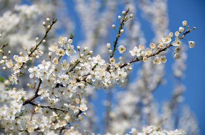 Close-up of white blossoms blooming on tree