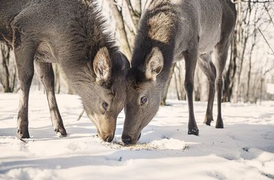 Deer in snow covered field