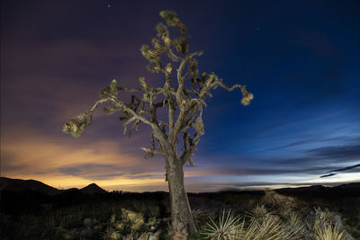 Joshua trees in the mojave desert with colorful light polluted n