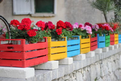 Close-up of flowers in colorful boxes on retaining wall