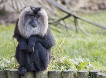 Portrait of monkey sitting on fence against plants