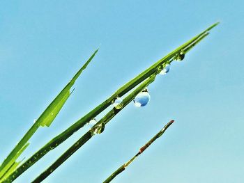 Low angle view of bamboo against clear blue sky