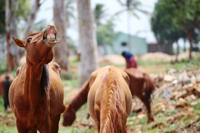 Horses standing on field