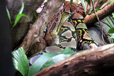 Close-up of lizard on tree trunk