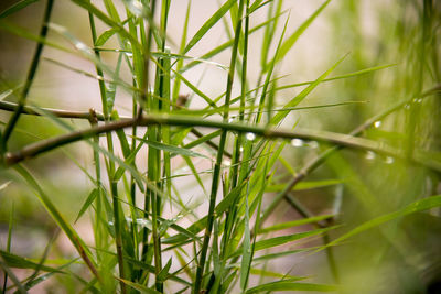 Close-up of crops growing on field