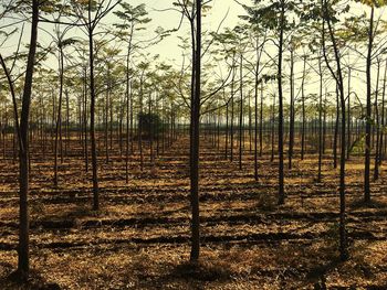 Trees on field against sky