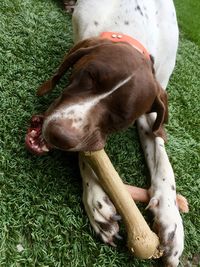 High angle view of dog with biting bone while lying on grass