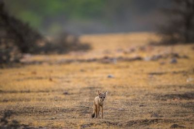 Portrait of a cat on a field