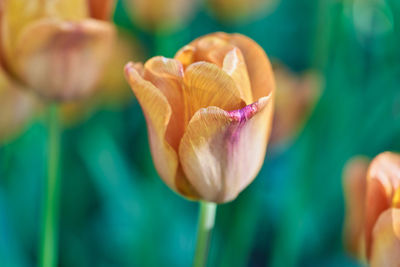 Close-up of pink lily