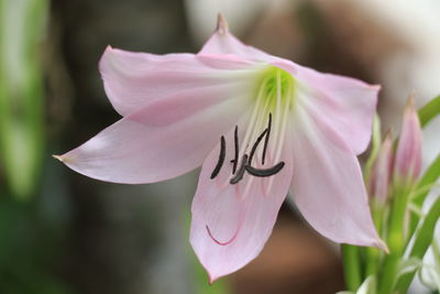 Close-up of pink flowers