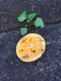 High angle view of fruit on plant