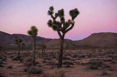 Scenic view of landscape