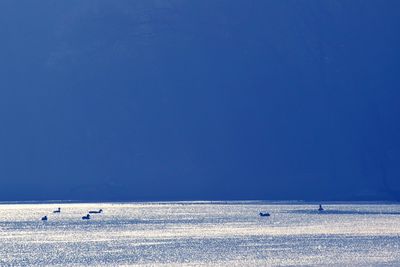 Birds swimming on sea against clear blue sky