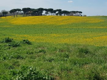 Scenic view of field against sky