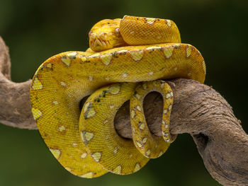 Close-up of snake