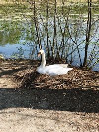 Swan swimming on lake