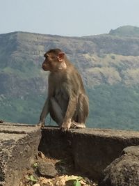 Monkey sitting on rock