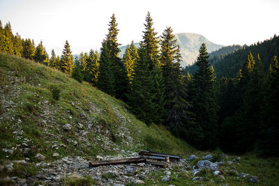 Scenic view of pine trees in forest against sky