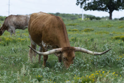 Horse grazing in field