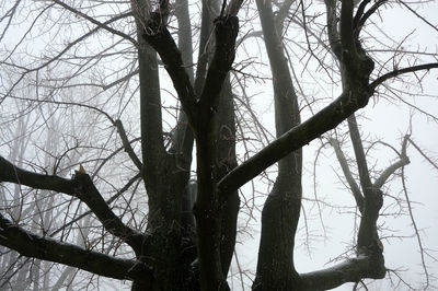 Low angle view of bare trees against sky