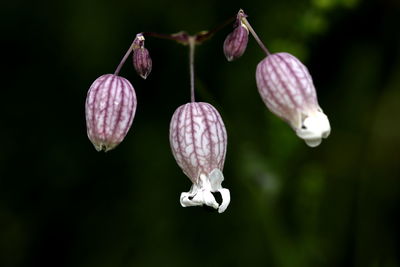 Close-up of lotus flower