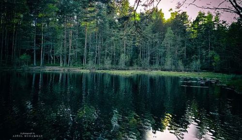 Reflection of trees in lake against sky