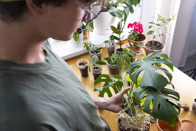 A young man holding monstera deliciosa, swiss cheese roots, sprouts cultivation  potted plants.