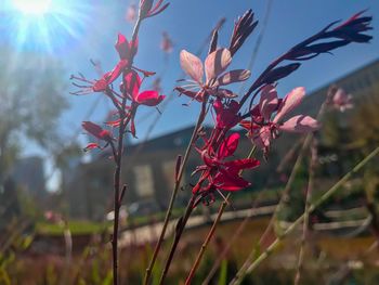 Close-up of red flowering plant against sky