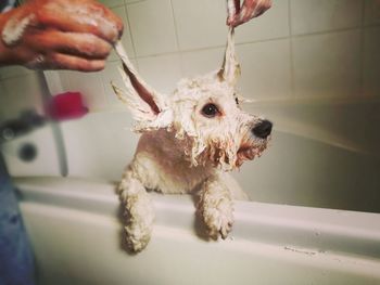 Cropped hands of person bathing dog in bathroom