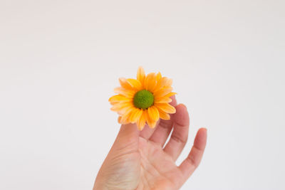 Close-up of hand holding yellow flower against white background