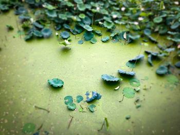 High angle view of leaves floating on water