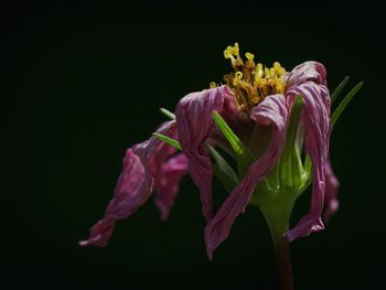 Close-up of fresh pink flowers blooming against black background