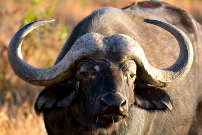 Close-up portrait of elephant