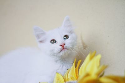 Close-up portrait of cat on white wall
